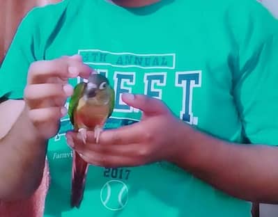 pineapple conure