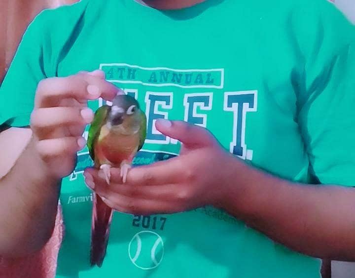 pineapple conure 0