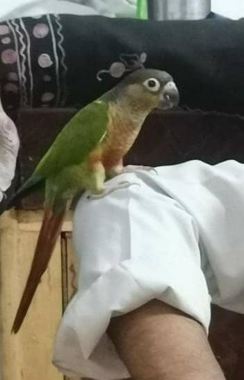 pineapple conure 1