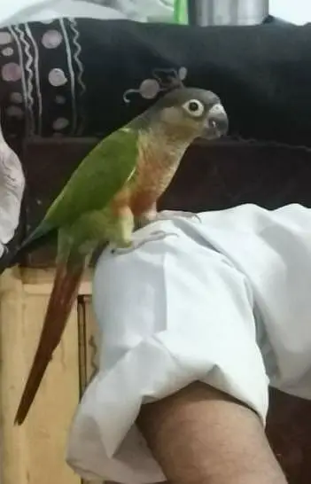 pineapple conure — photo 2