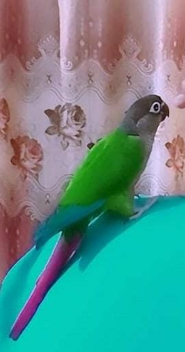 pineapple conure 2