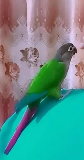 pineapple conure — photo 3