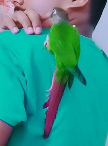 pineapple conure 4