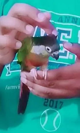 pineapple conure — photo 6