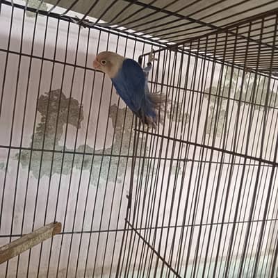 Violet Opaline / PF