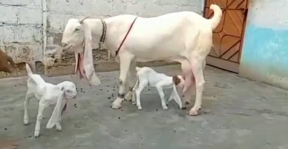 2 Bacchon ka sath Gulabi Bakri For Sale) 03203194073