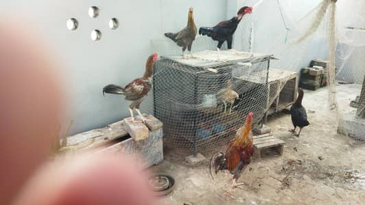 desi murghay aur murghian for sale