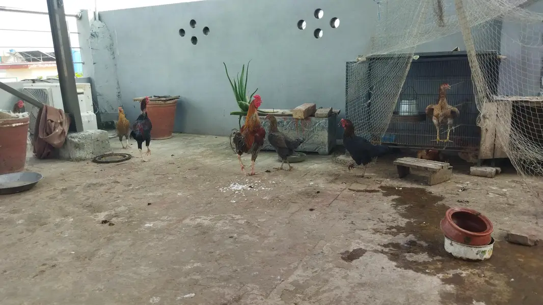 desi murghay aur murghian for sale — photo 2