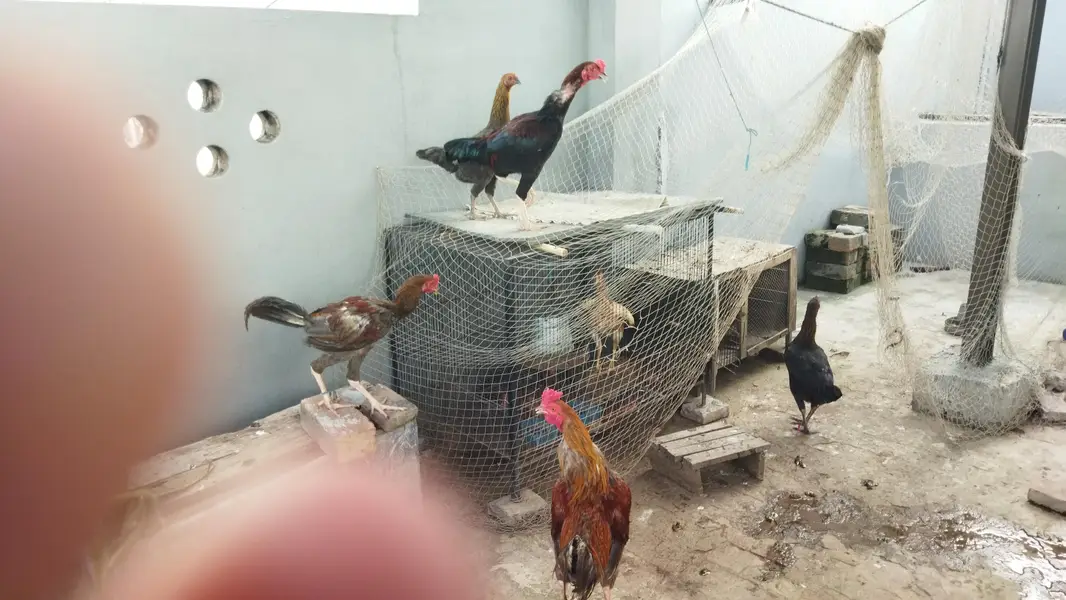 desi murghay aur murghian for sale — photo 3