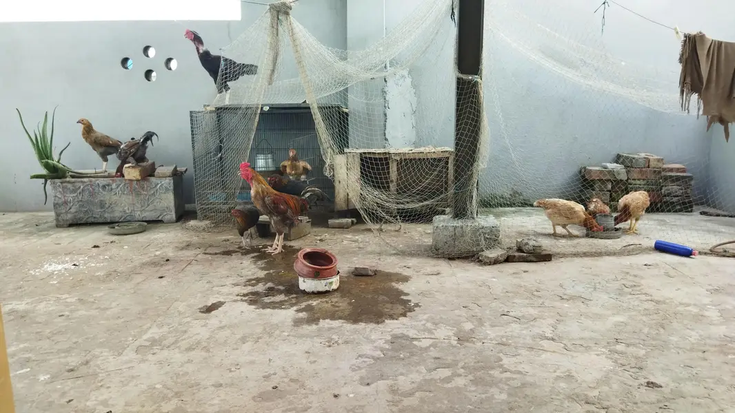 desi murghay aur murghian for sale — photo 6