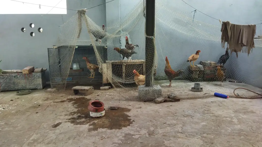 desi murghay aur murghian for sale — photo 7