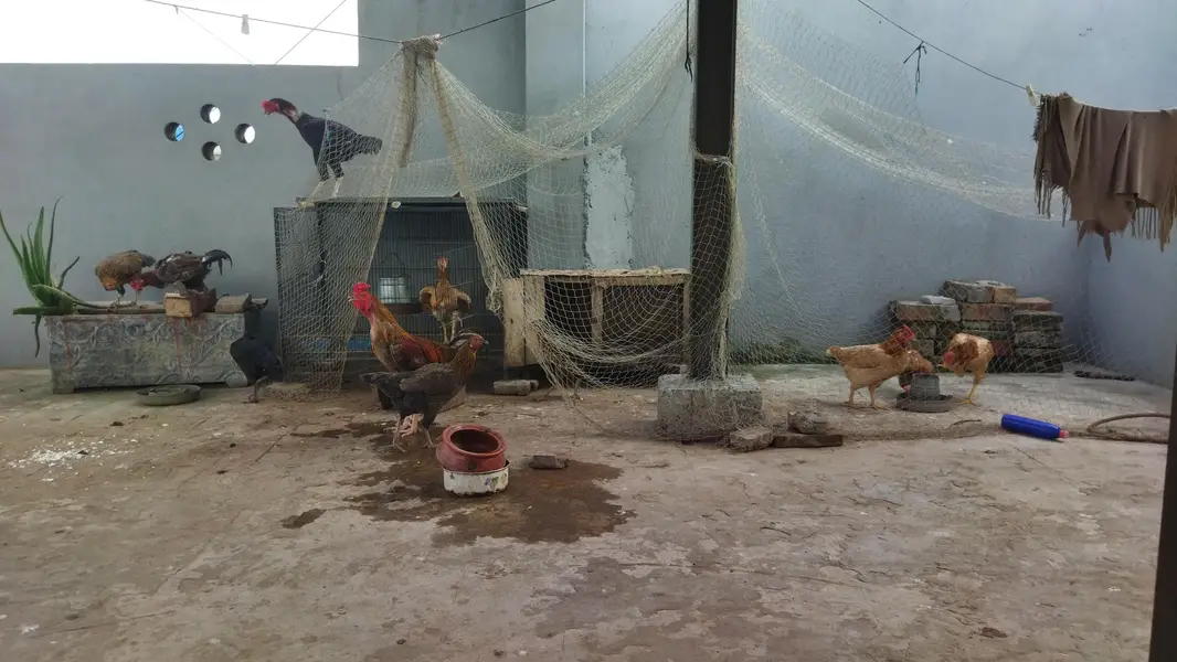 desi murghay aur murghian for sale — photo 8