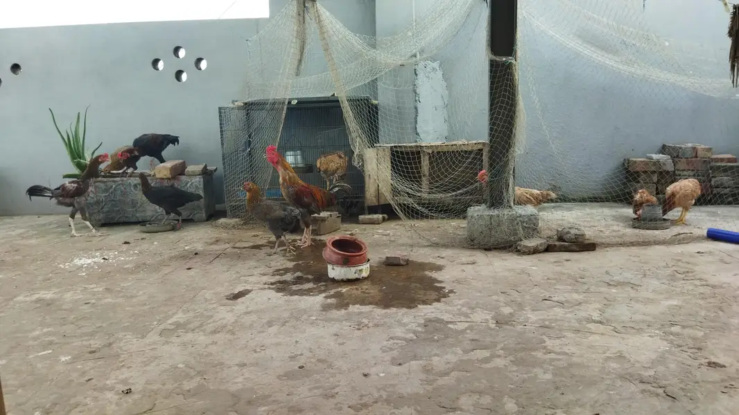 desi murghay aur murghian for sale — photo 9