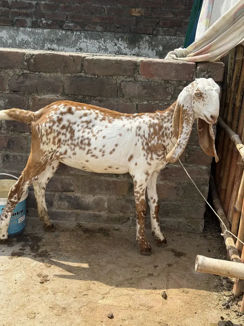 Pure Top Class Quality walay Bachy — photo 2