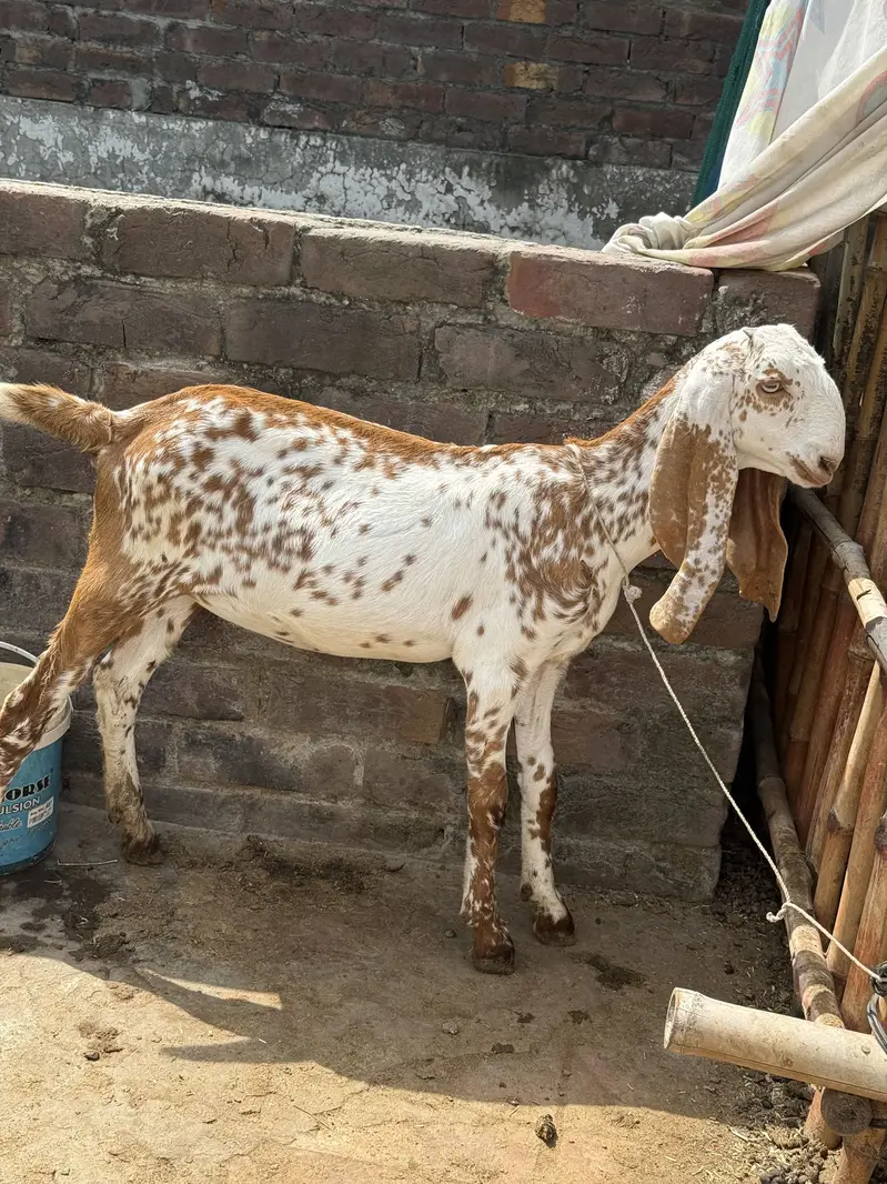 Pure Top Class Quality walay Bachy — photo 5