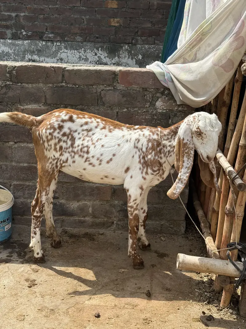 Pure Top Class Quality walay Bachy — photo 6