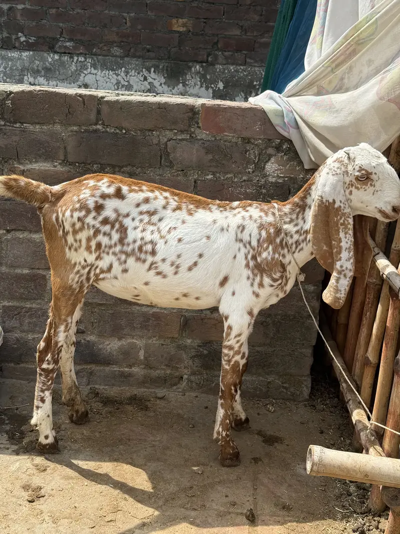 Pure Top Class Quality walay Bachy — photo 7