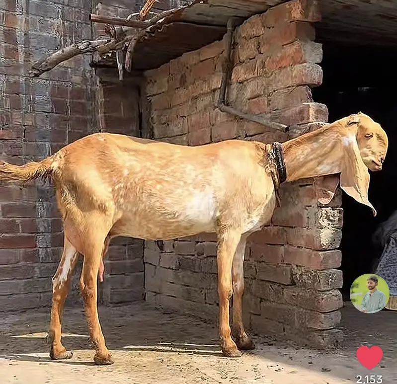 Pure Top Class Quality walay Bachy — photo 10