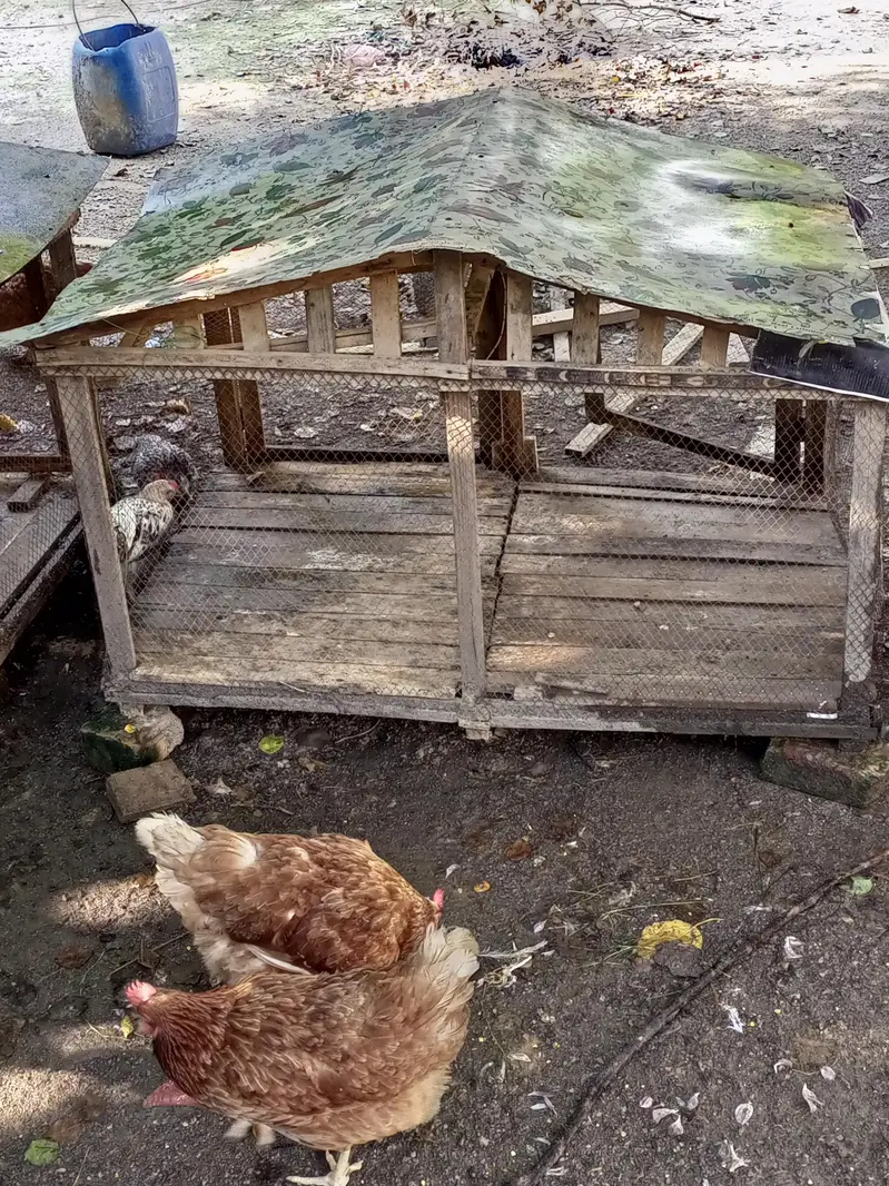 Cage Pinjara for Sale — photo 4