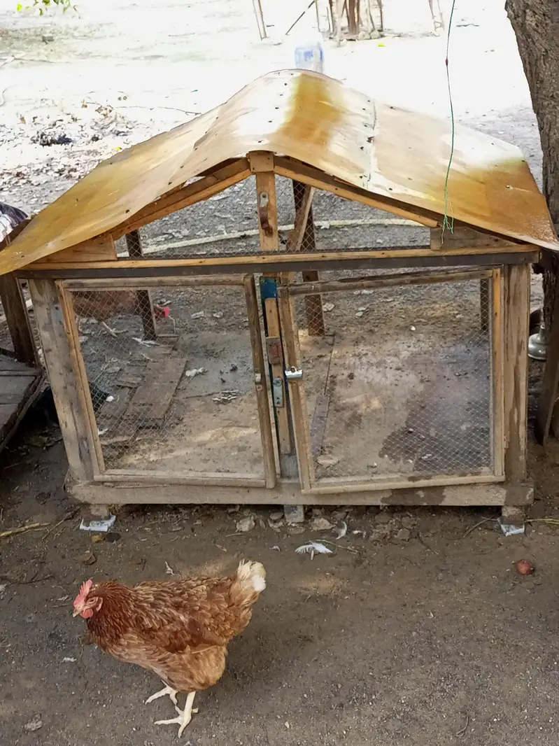 Cage Pinjara for Sale — photo 7