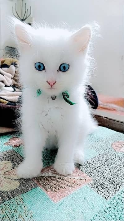 Persian cat
