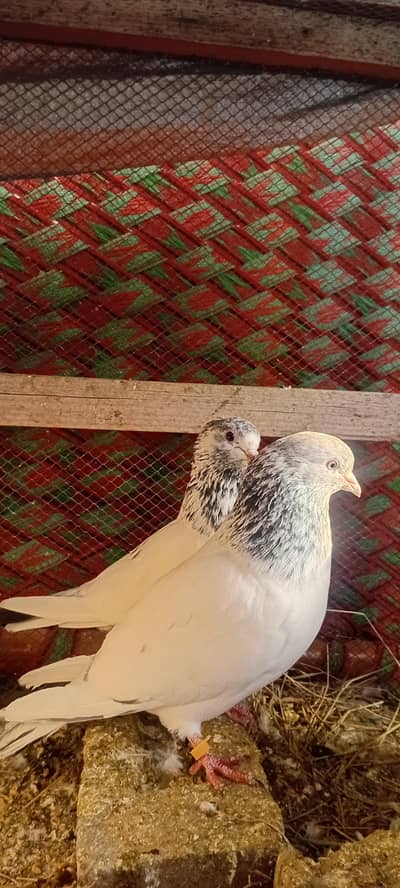 all breeder pegions for sail on 1000 rs per price