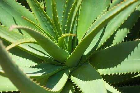 alovera plants urgent
