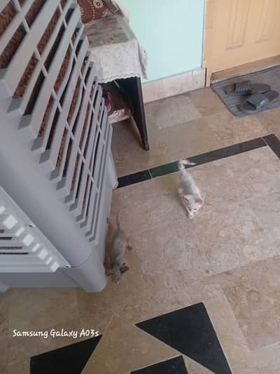 Persan Cat Good