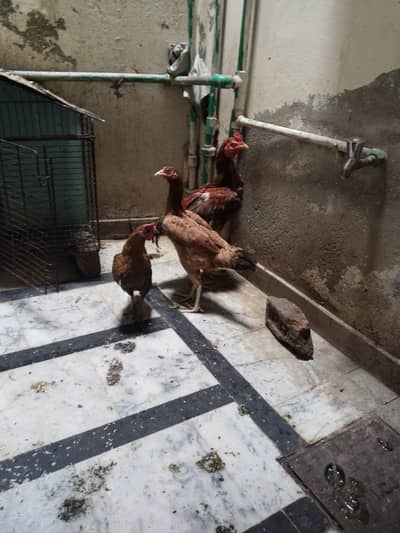 murga aur 2mugiya dono ande date hy