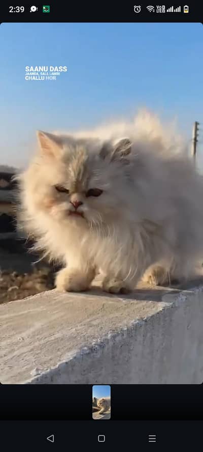 litter trained male kitten playful