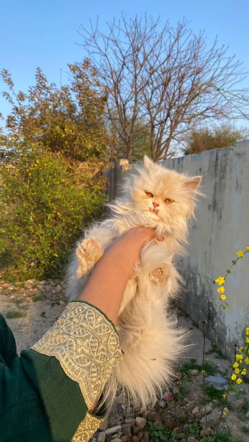 litter trained male kitten playful — photo 2