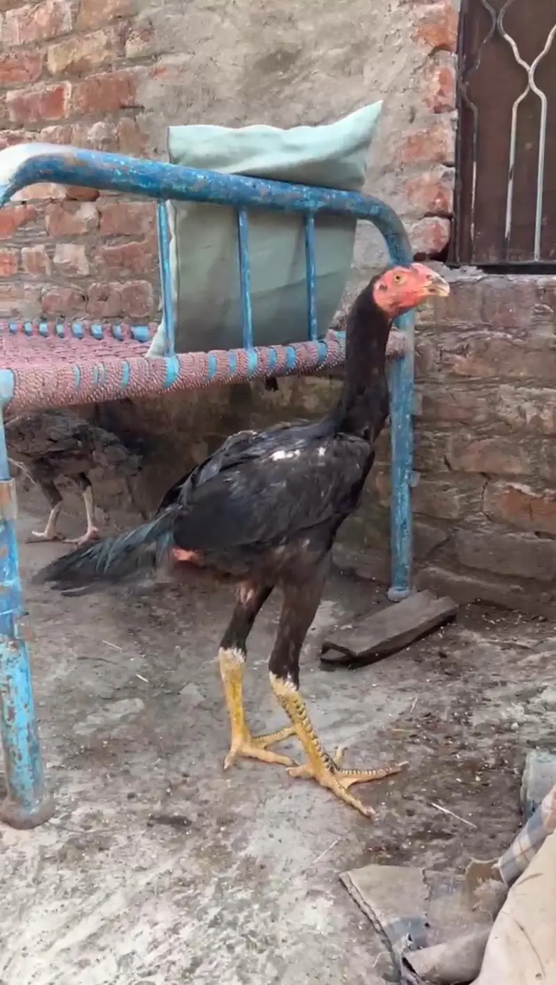 Long Heighted Patha Ready To be For A Season — photo 2
