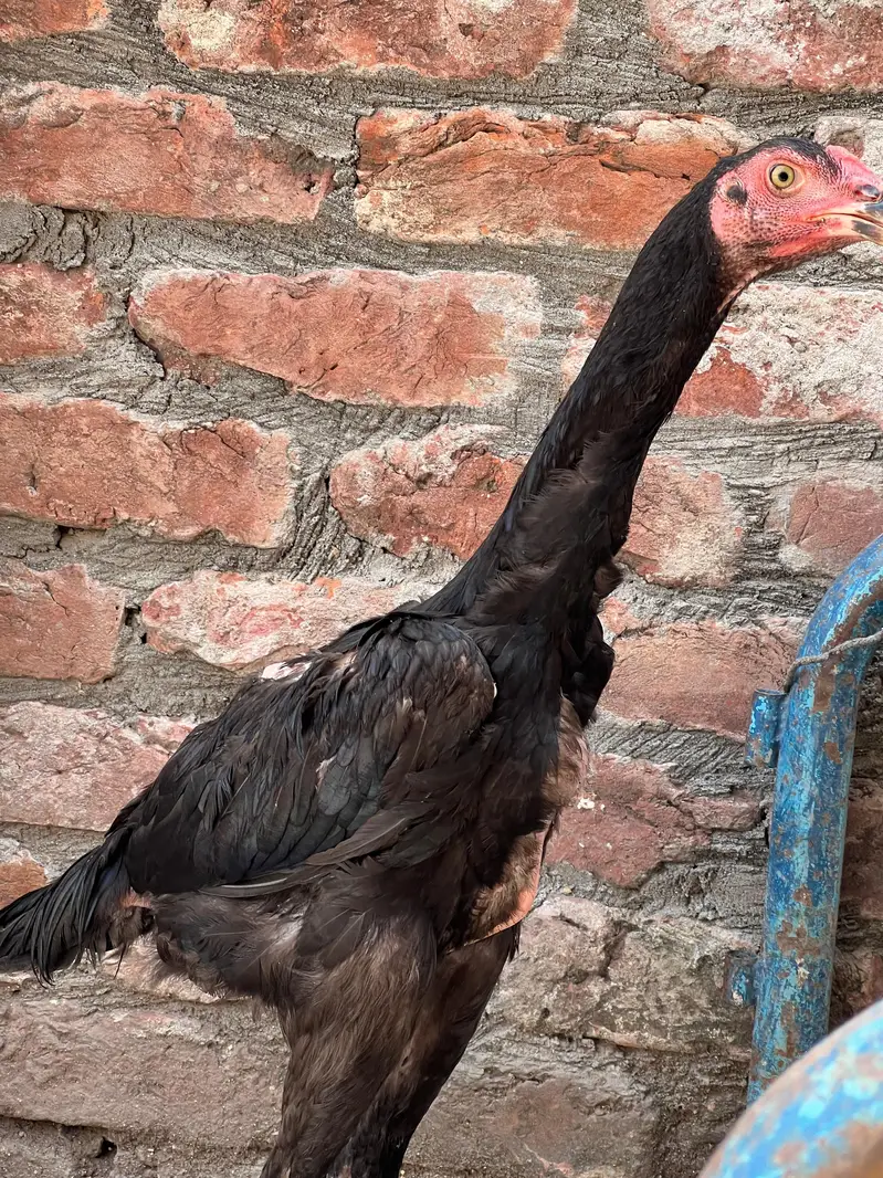 Long Heighted Patha Ready To be For A Season — photo 3
