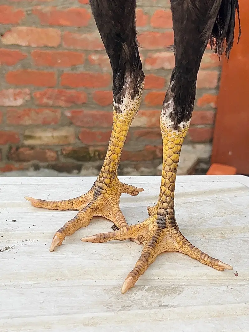 Long Heighted Patha Ready To be For A Season — photo 4