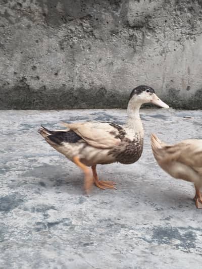 Ducks pair for sale