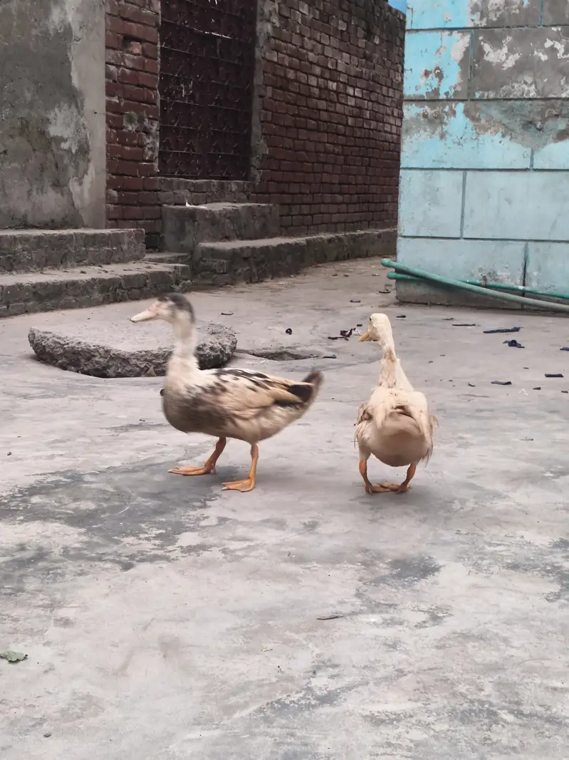 Ducks pair for sale — photo 2