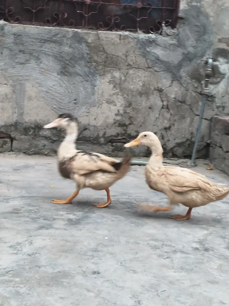 Ducks pair for sale — photo 3