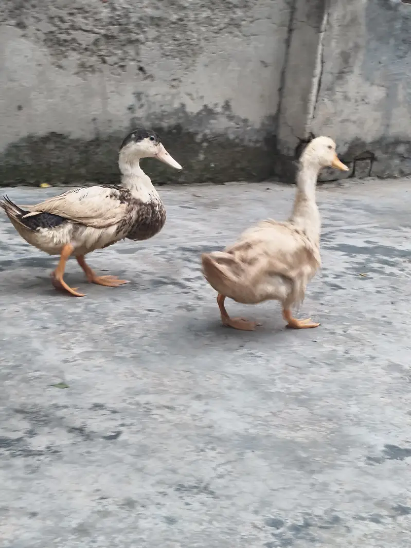 Ducks pair for sale — photo 4