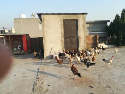 Desi,Aseel Murphy r murghiyan for sale