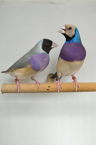 LADY GOULDIAN GOLDIAN FINCHES PAIR