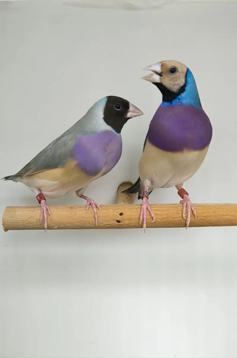 LADY GOULDIAN GOLDIAN FINCHES PAIR