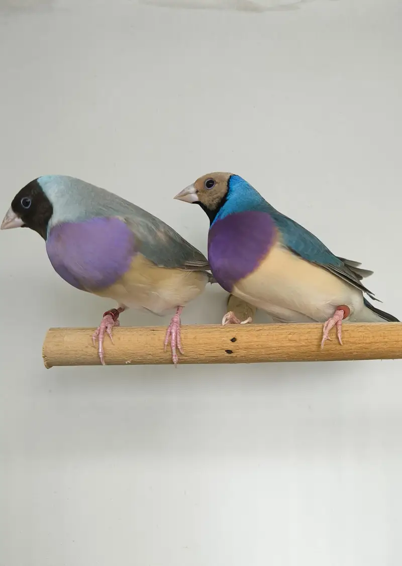 LADY GOULDIAN GOLDIAN FINCHES PAIR — photo 2