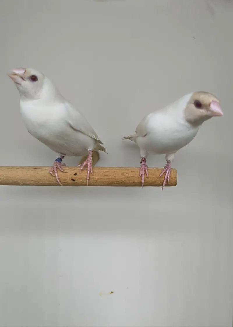 LADY GOULDIAN GOLDIAN FINCHES PAIR — photo 3