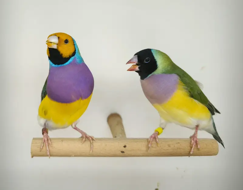LADY GOULDIAN GOLDIAN FINCHES PAIR — photo 5