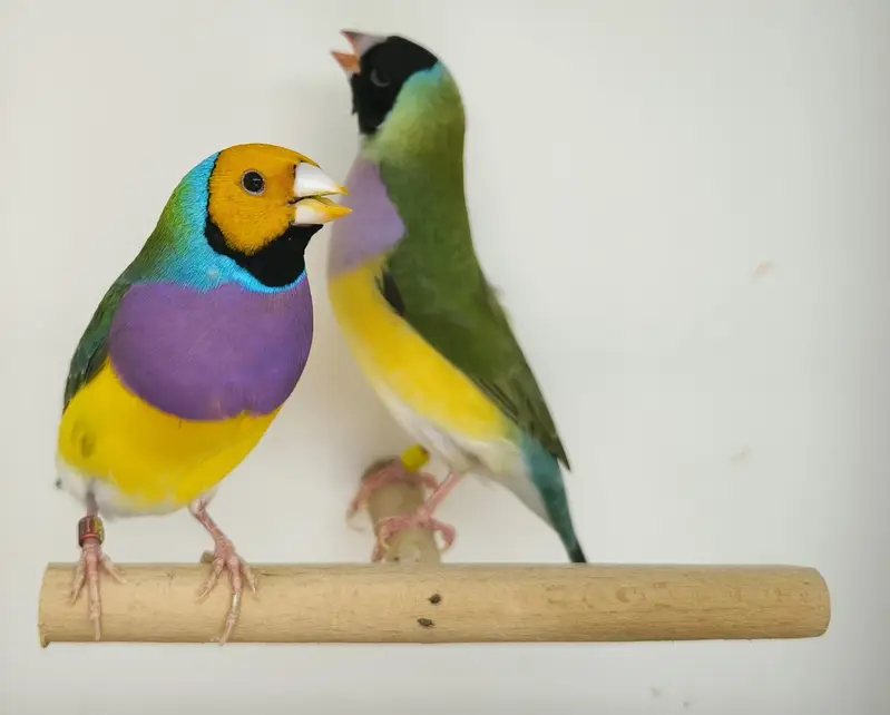 LADY GOULDIAN GOLDIAN FINCHES PAIR — photo 6