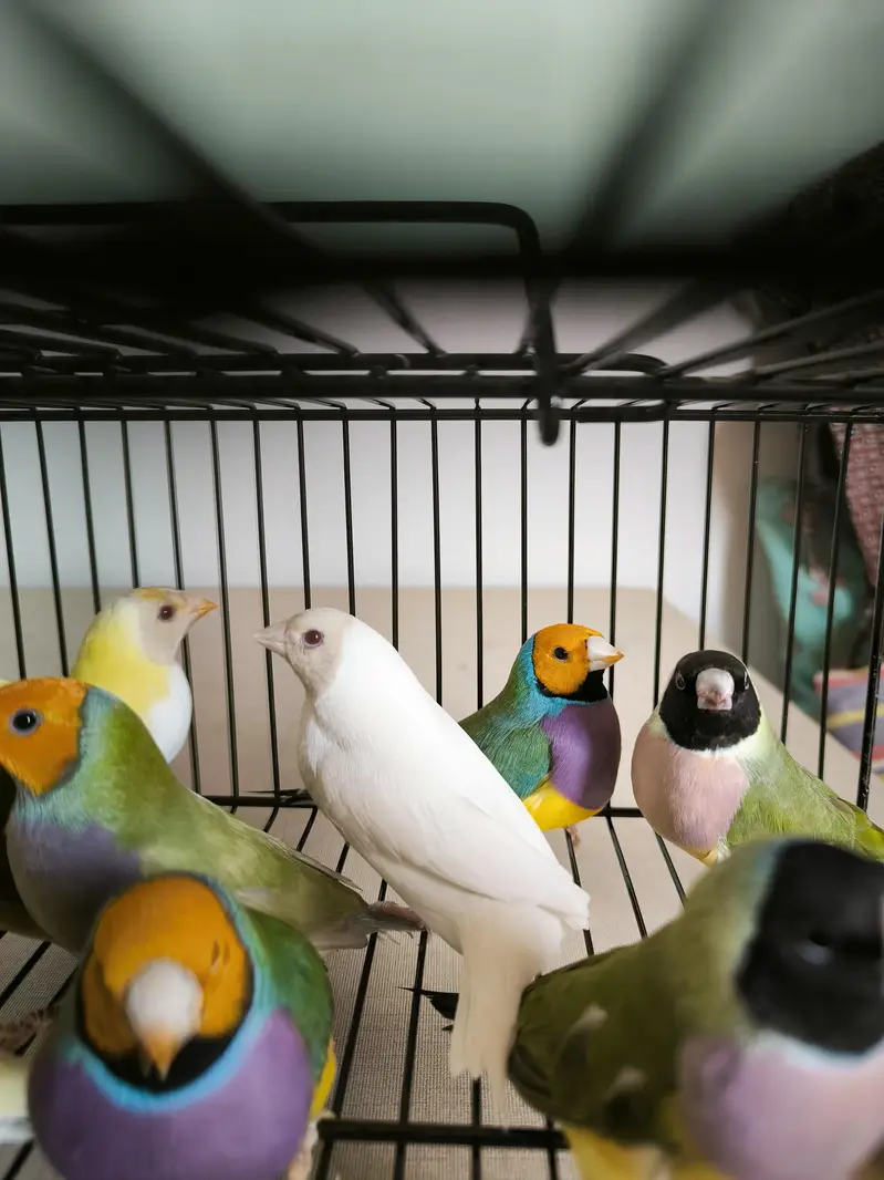 LADY GOULDIAN GOLDIAN FINCHES PAIR — photo 7
