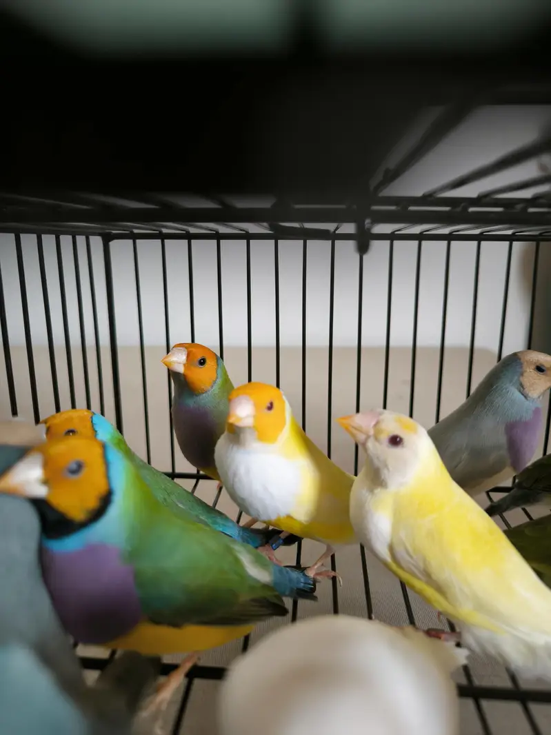 LADY GOULDIAN GOLDIAN FINCHES PAIR — photo 8