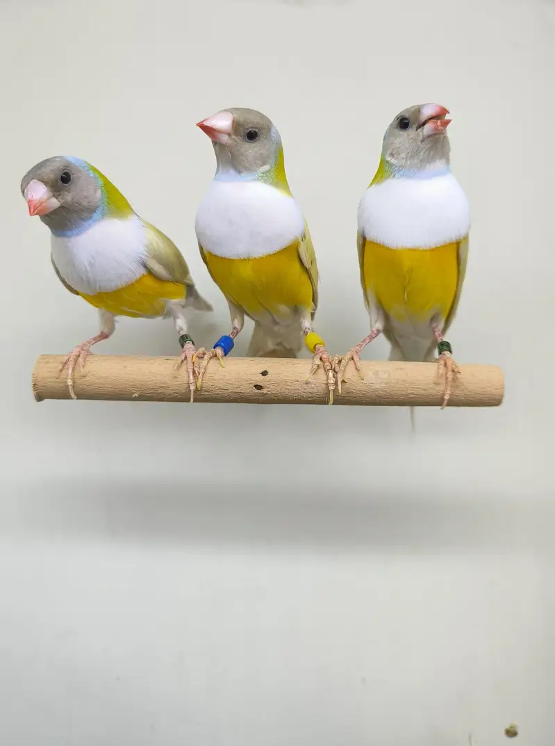 LADY GOULDIAN GOLDIAN FINCHES PAIR — photo 9