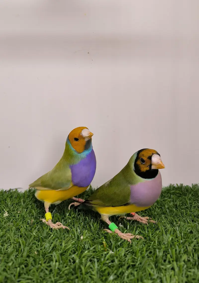 LADY GOULDIAN GOLDIAN FINCHES PAIR — photo 10