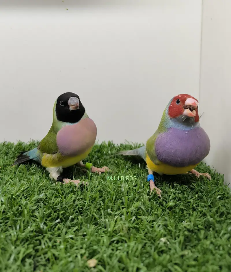 LADY GOULDIAN GOLDIAN FINCHES PAIR — photo 11